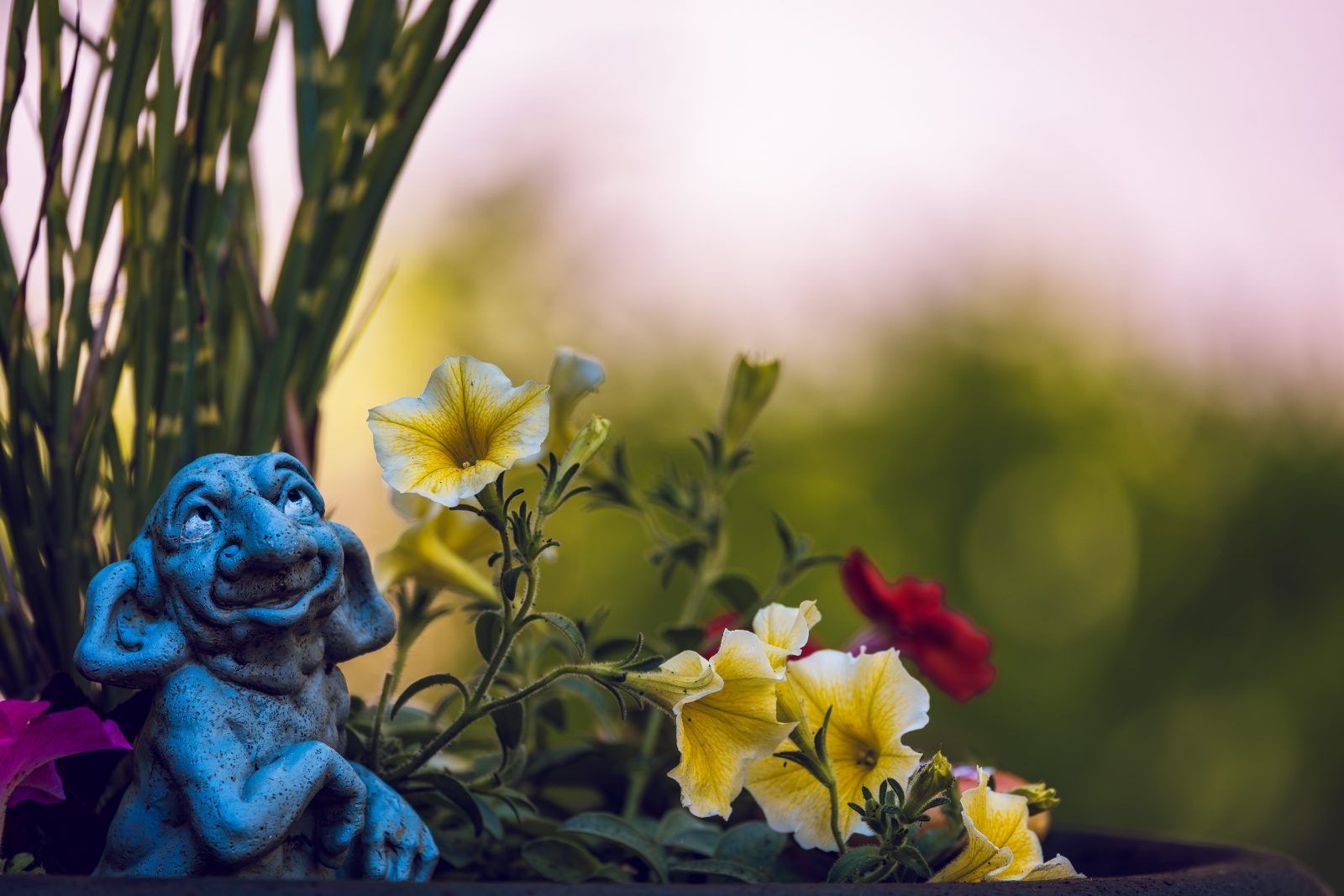 Blue garden gnome among petunias at dusk