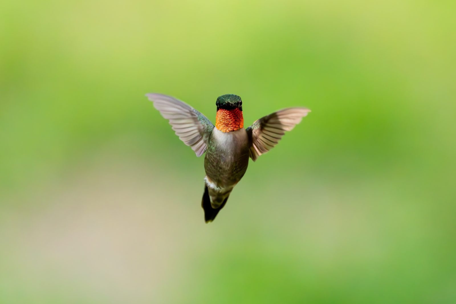 Ruby-throated hummingbird hovering against a green background