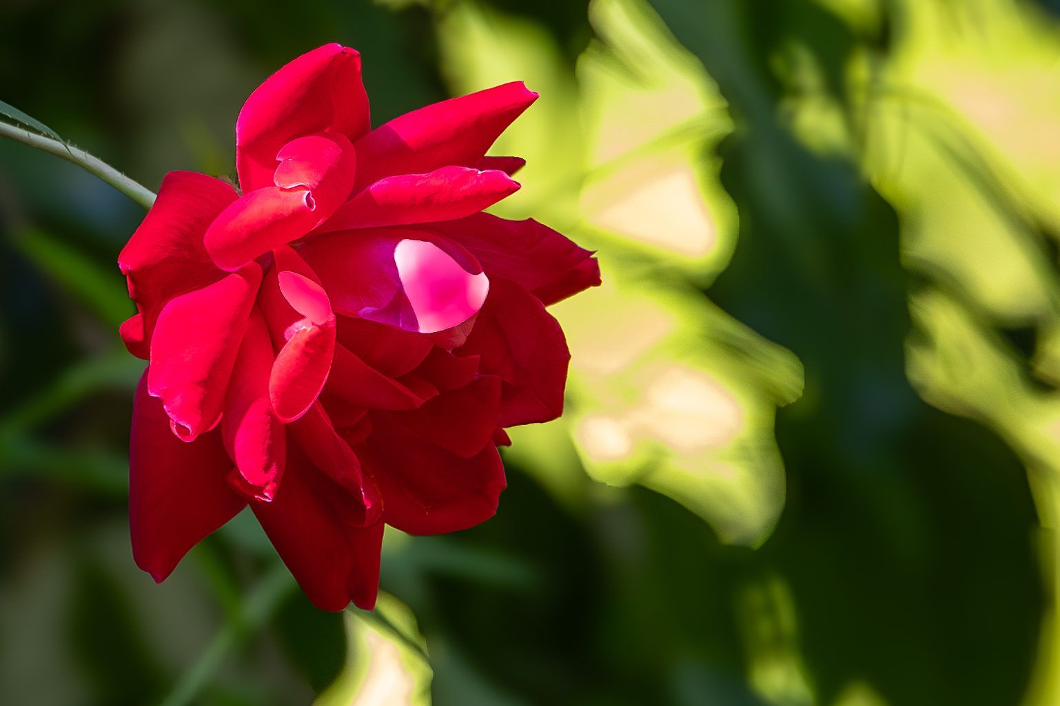 Red rose in late afternoon light