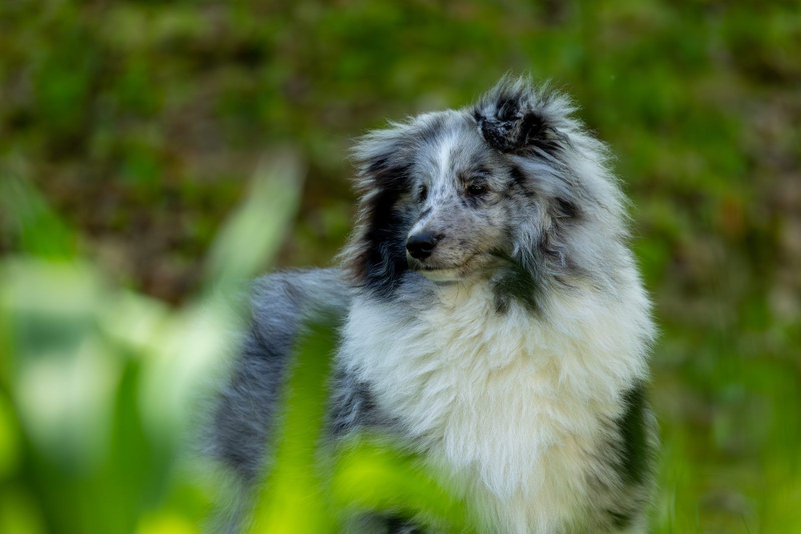 Blue merle sheltie in tall grass