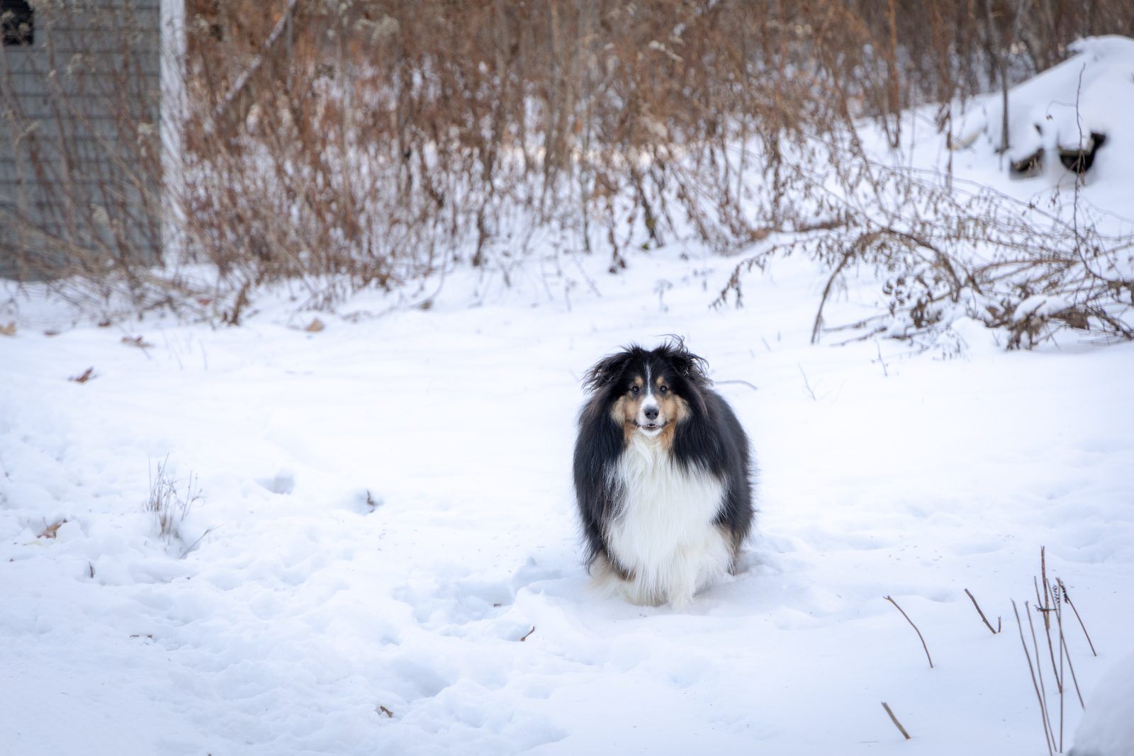 Sheltie standing in fresh snow